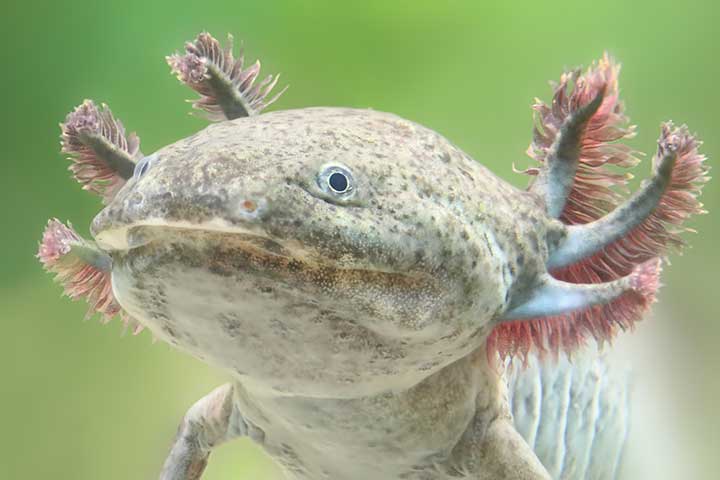 Axolotl