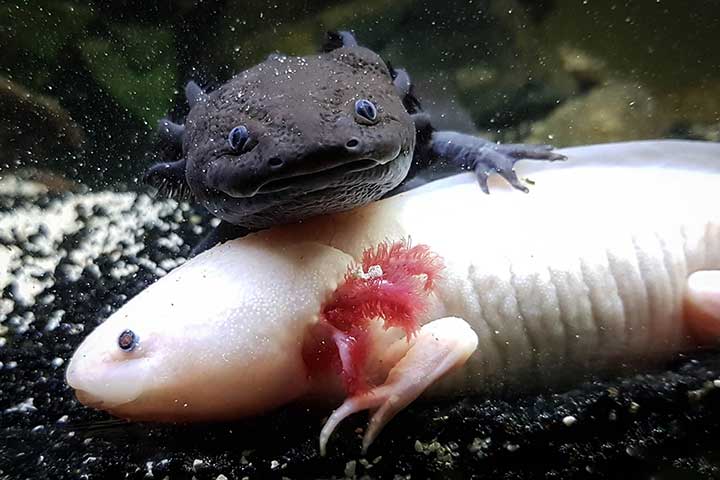 Axolotl