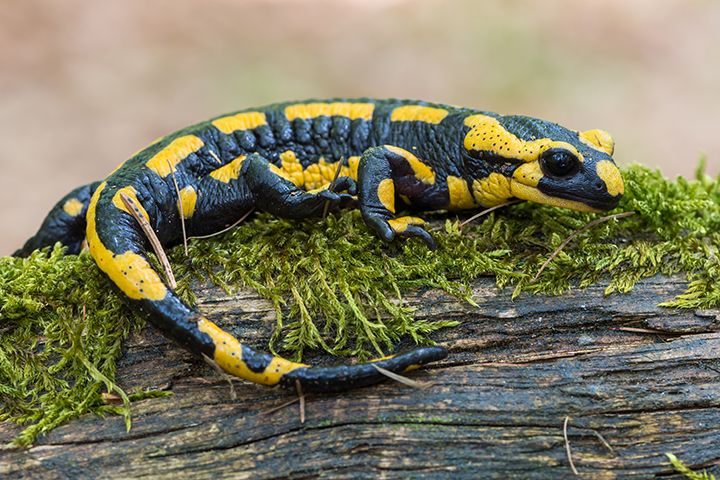 Feuersalamander