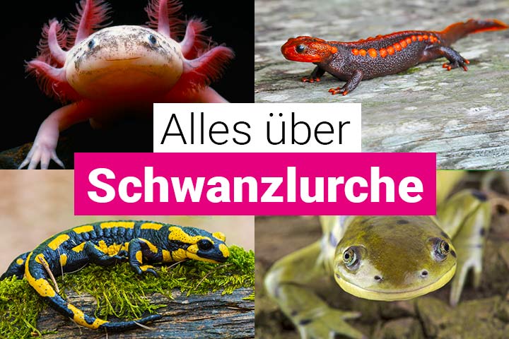 Alles über Frösche