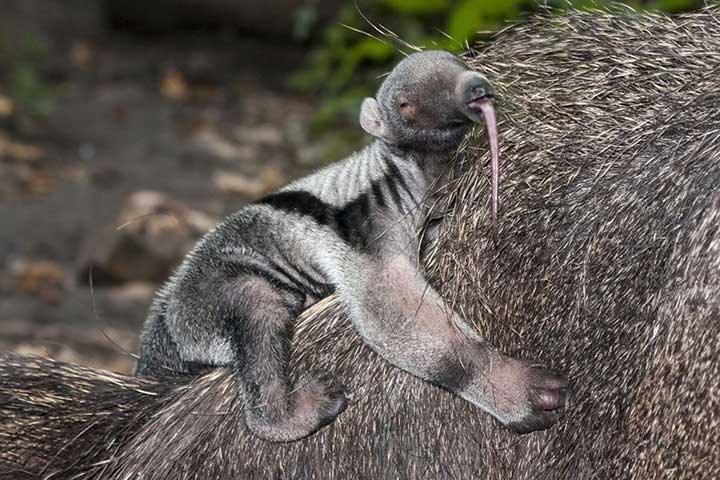 Ameisenbär-Baby 