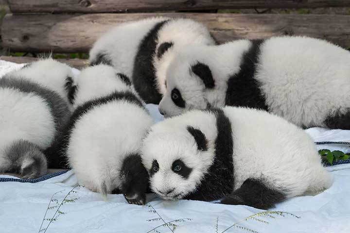 Pandabären-Babys
