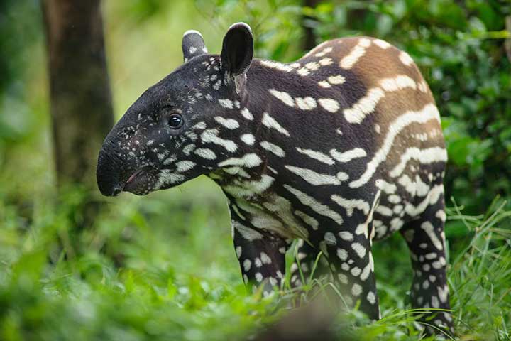 Tapir-Baby