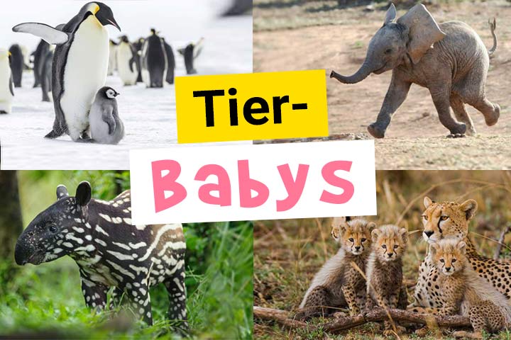 Tierbabys