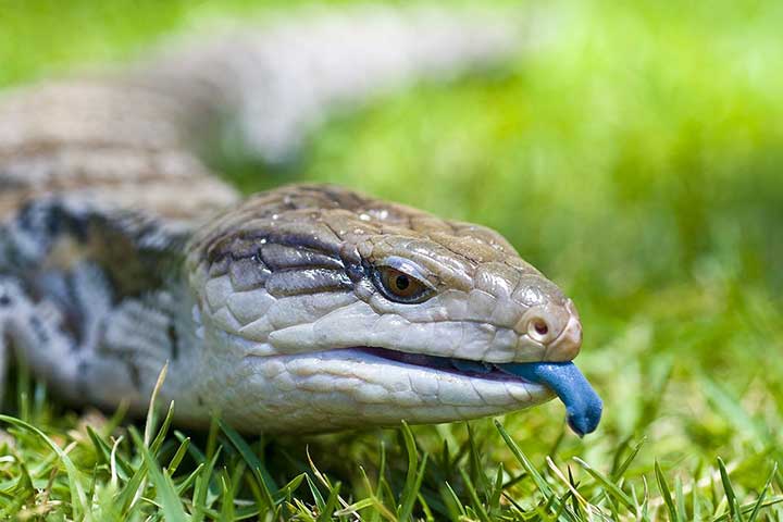 Blauzungenskink