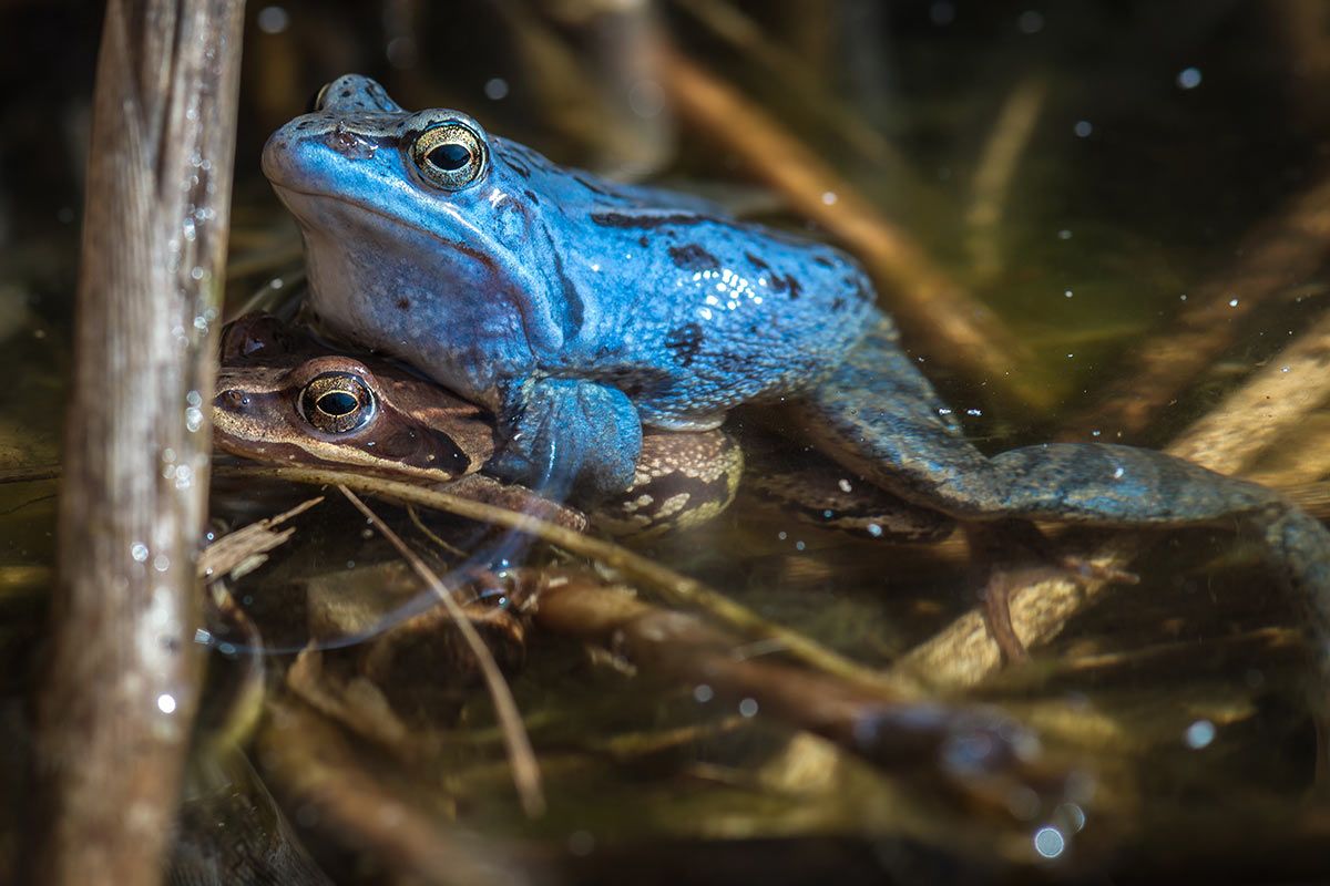 Moorfrosch