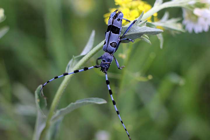 Bockkäfer