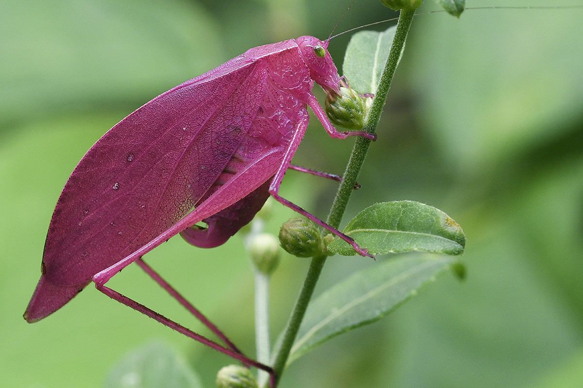 Rosa und pinke Tiere
