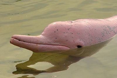 Flussdelfin
