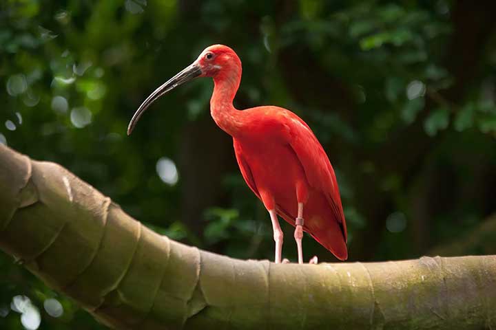 Ibis