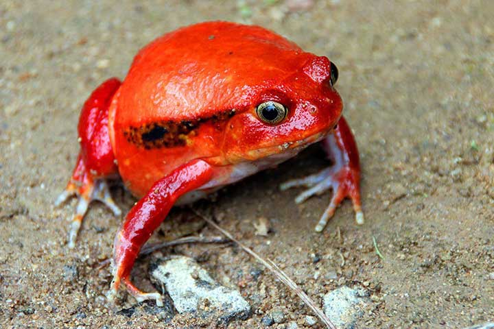 Tomatenfrosch