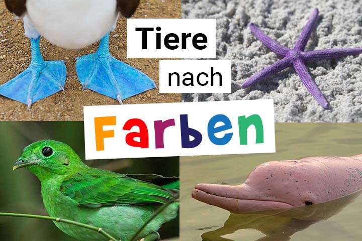 Tiere nach Farben