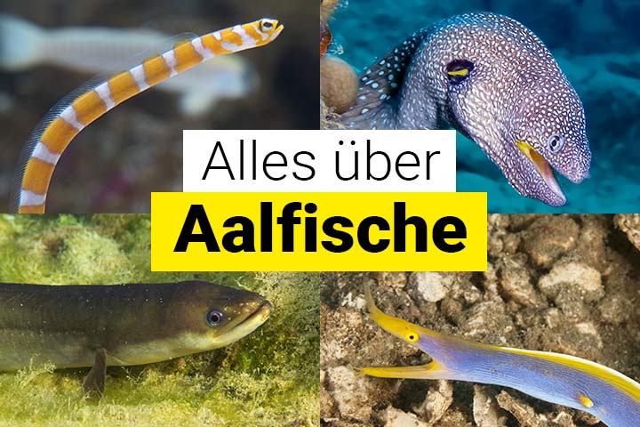 Alles über Aalfische