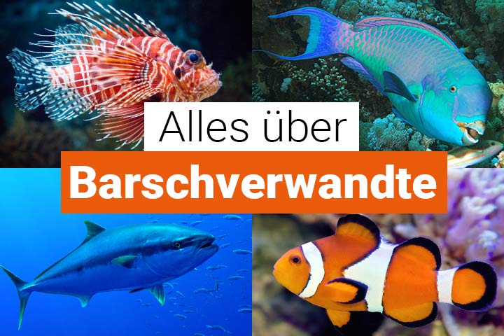 Alles über Barschverwandte