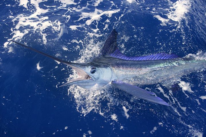 Blauer Marlin