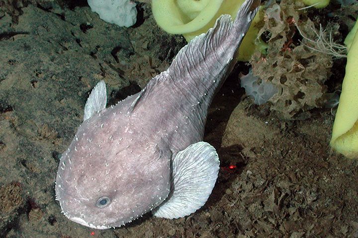 √ Blob Fisch Im Wasser | Fischlexikon