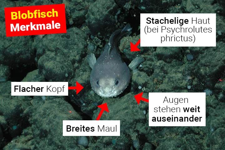 Blobfisch Blobfisch