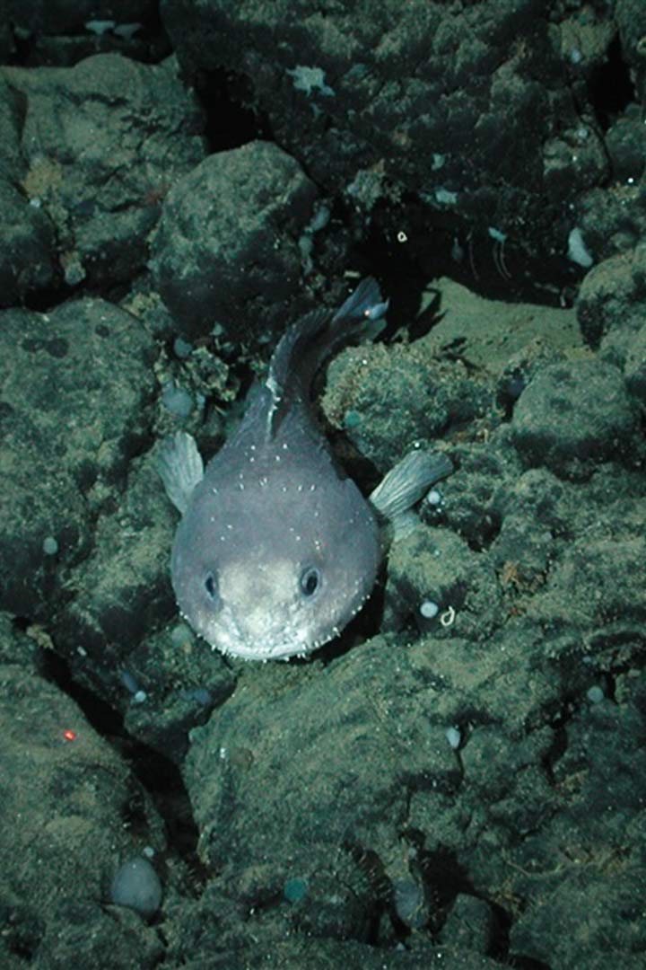 Blobfisch