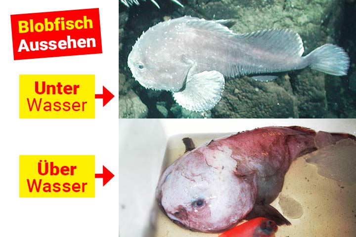 Blobfisch unter Wasser und über Wasser