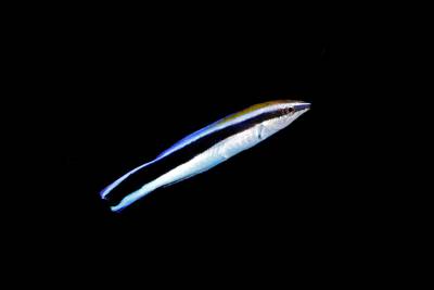 Neue Studie beweist: Fische können sich im Spiegel selbst erkennen