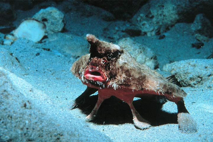 Eine Seefledermaus auf dem Meeresboden