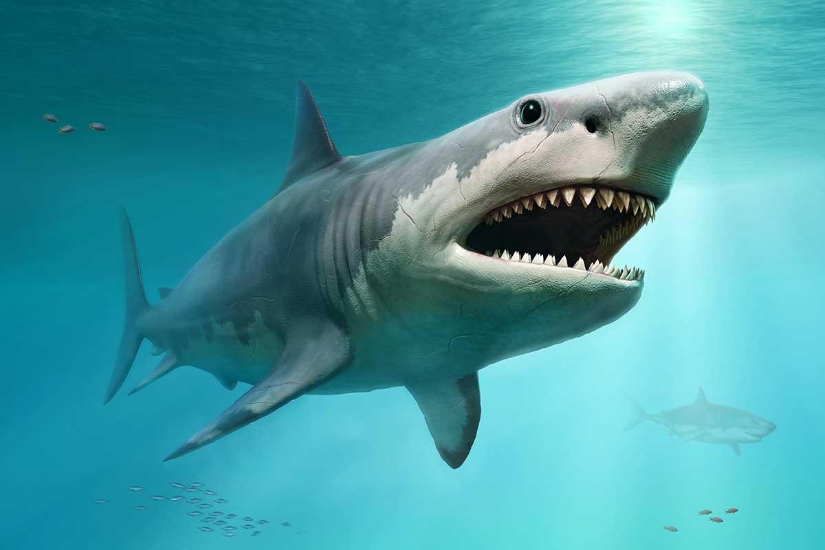 Megalodon