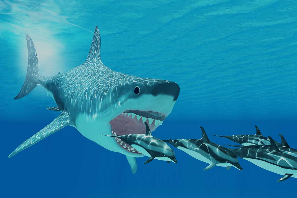 Megalodon