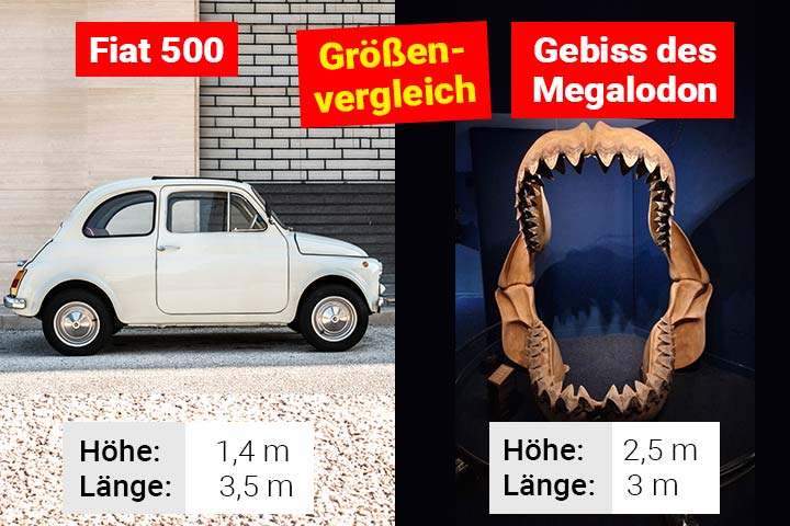 Das Gebiss des Megalodon im Größen-Vergleich mit einem Kleinauto