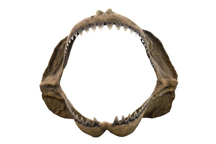 Megalodon