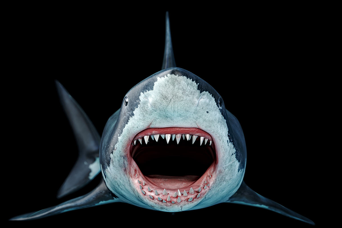 Megalodon