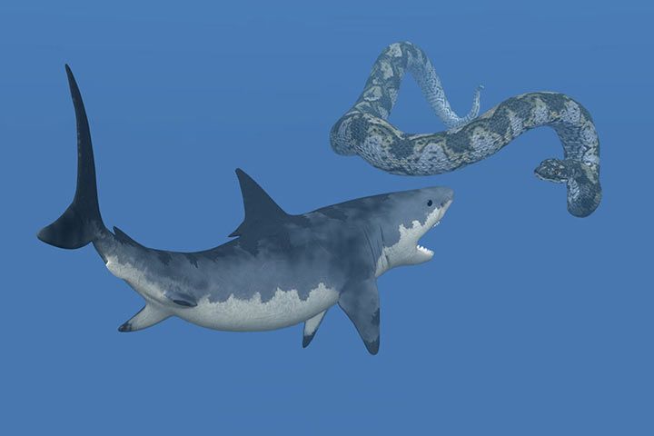 Megalodon