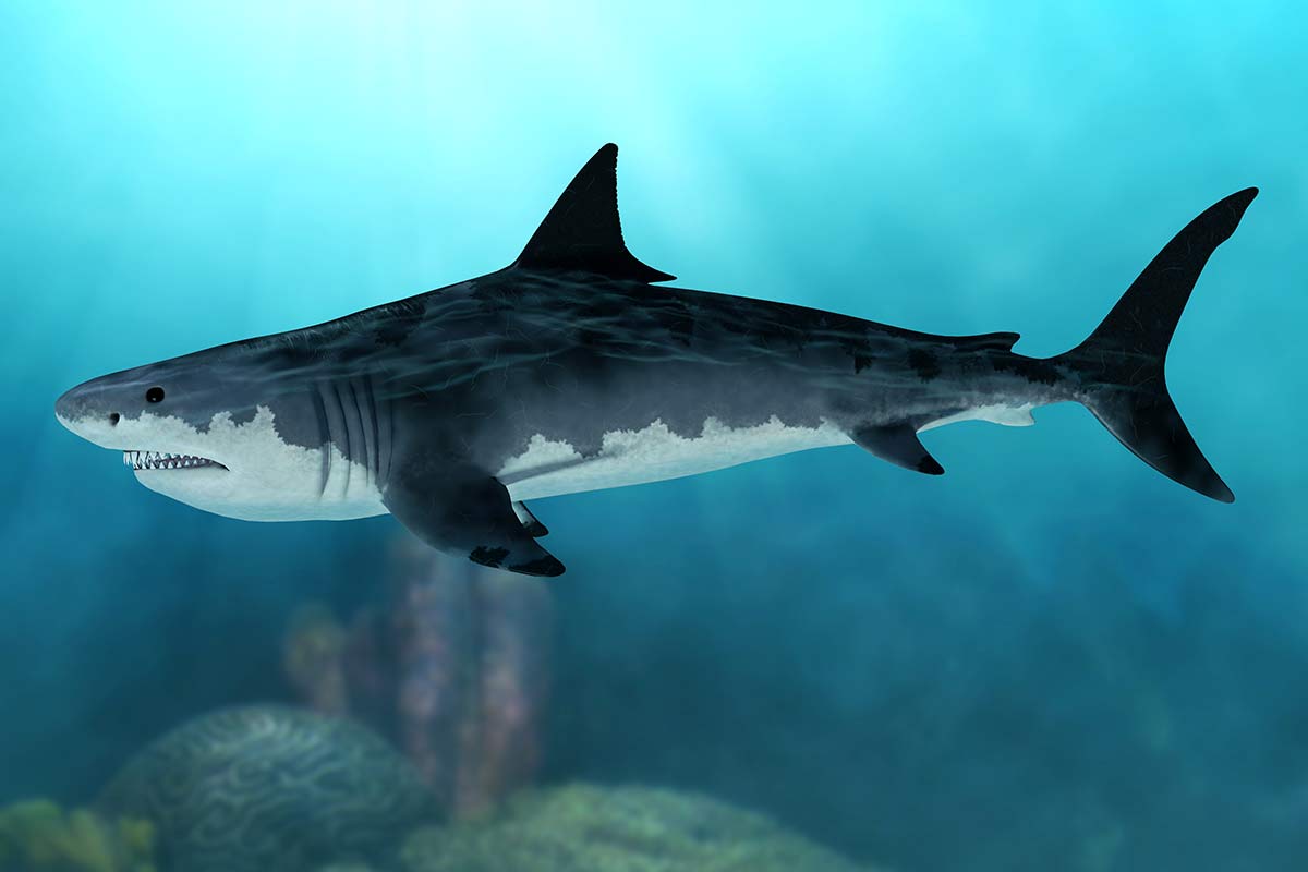 Megalodon