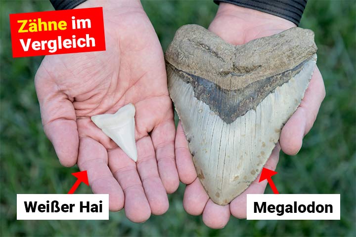 Die Zähne eines Megalodon und eines Weißen Hais im Größen-Vergleich