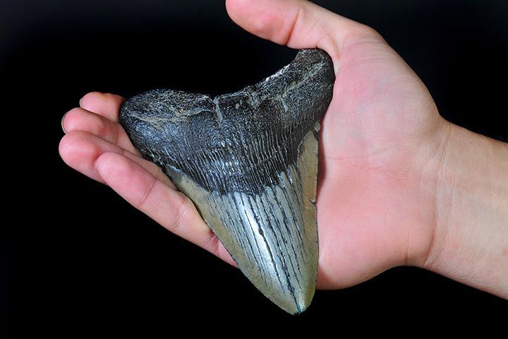 Megalodon