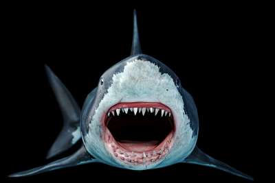 War der Megalodon wirklich so furchterregend groß? Verschollene Fossilen in einer Kiste lüften das Geheimnis War der Megalodon wirklich so furchterregend groß? Verschollene Fossilen in einer Kiste lüften das Geheimnis