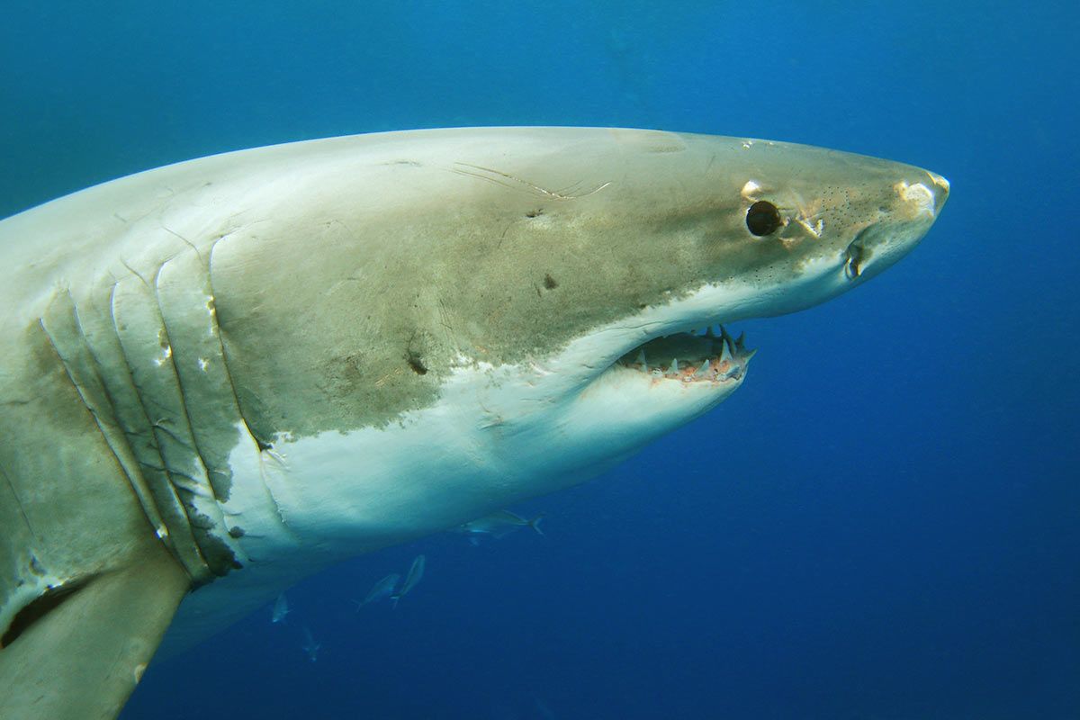 Weißer Hai (nicht Nukumi)