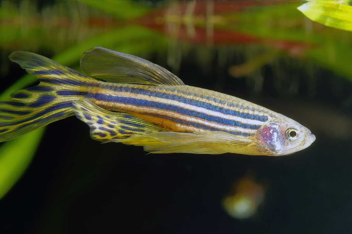 Zebrafisch