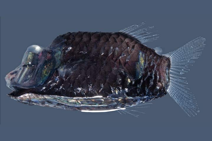 Der Gespensterfisch Macropinna microstoma zeigt seinen komplett transparenten, flüssigkeitsgefüllten Kopf und die grünen, linsenförmigen Augen im Inneren