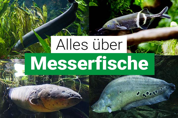 Alles über Messerfische