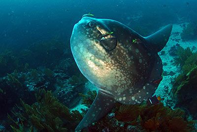 Die größten und kleinsten Fische