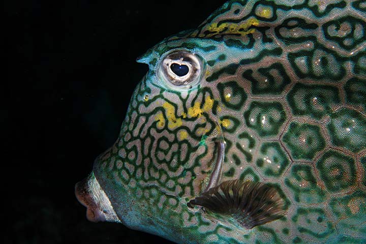 Bienenwaben-Kofferfisch