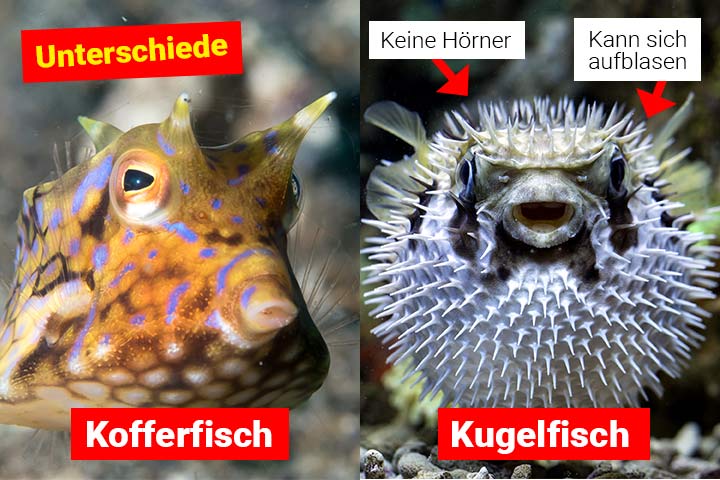 Kofferfisch oder Kugelfisch - Unterschiede