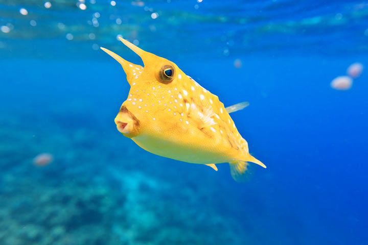 Kuhfisch