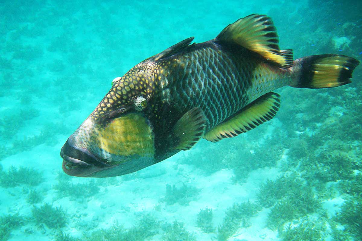 Riesen-Drückerfisch