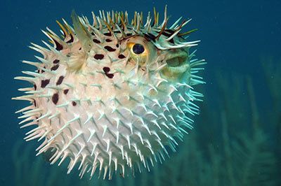 Tiere, die Stacheln und Dornen als Werkzeuge einsetzen