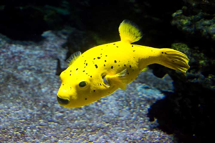Schwarzflecken-Kugelfisch