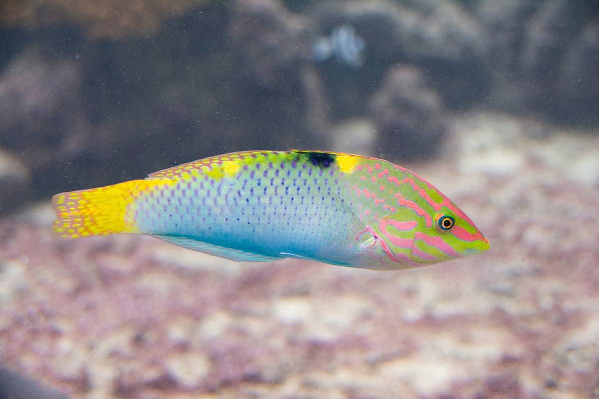 Lippfisch