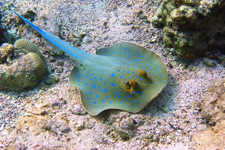 Grauer Stechrochen