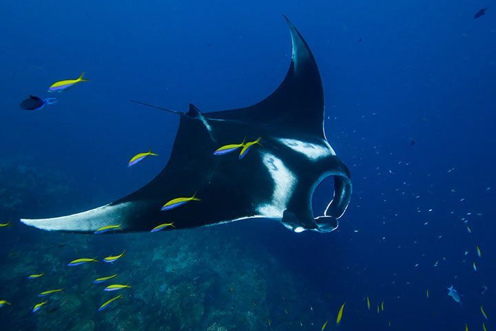 Riesenmanta