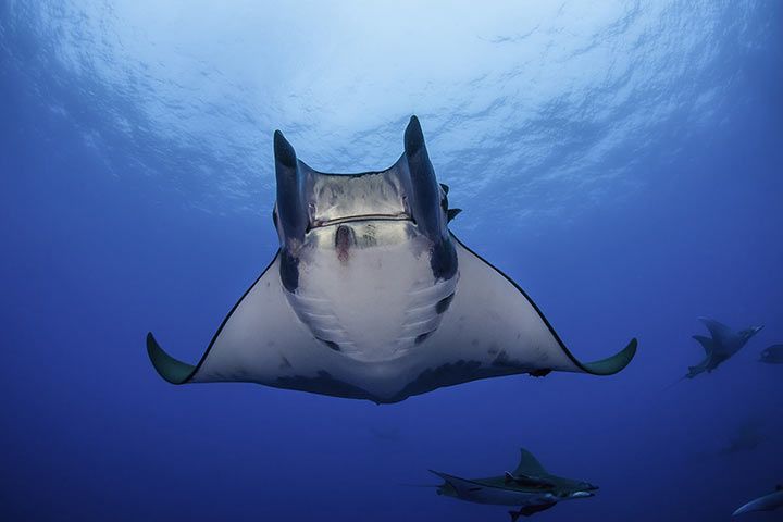 Riesenmanta